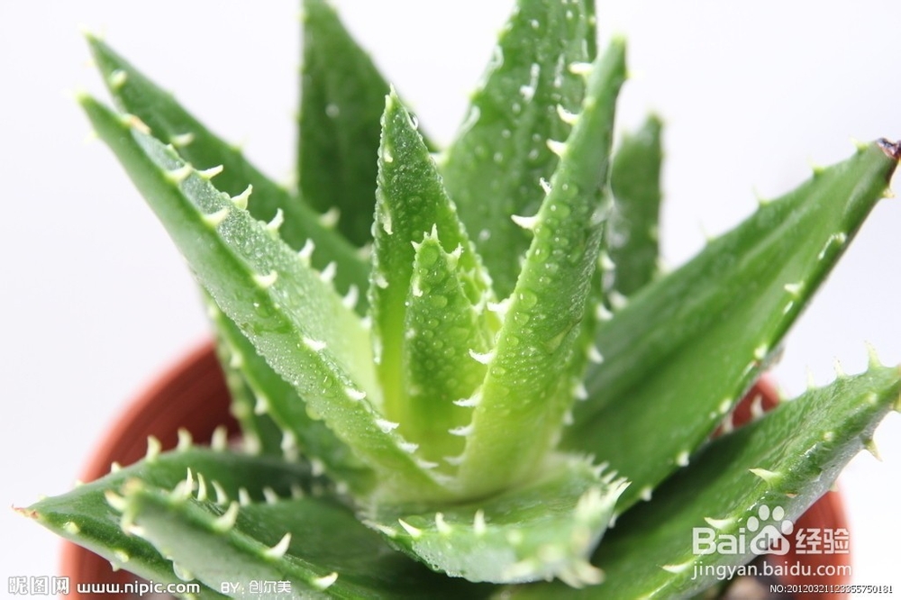 装修污染变隐形杀手,多种植物能吸附甲醛