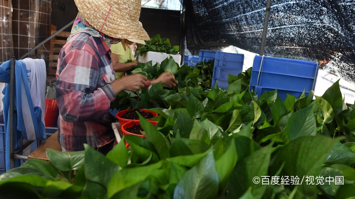 绿萝长虫子怎么办