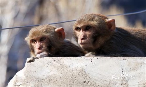 如何克服周一恐惧症?