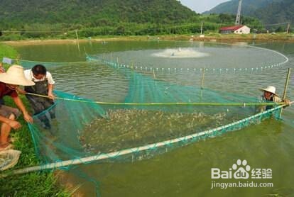 改进养虾措施与管理方式