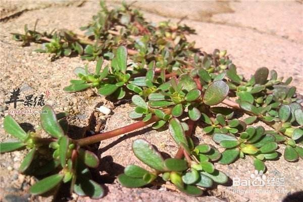 夏季养生远离疾病就要多吃几款抗菌菜
