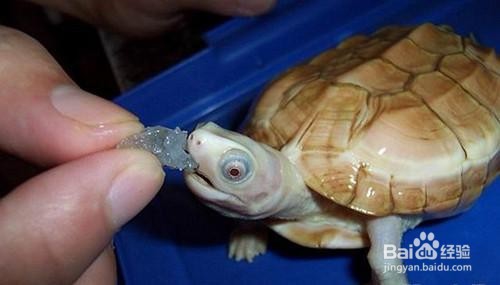 乌龟出眠后温度又下降了怎么办