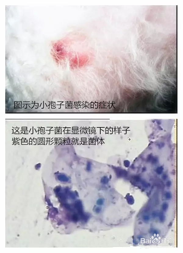 宠物皮肤病的致病原因及诊断方法