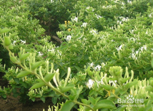 喝金银花水禁忌
