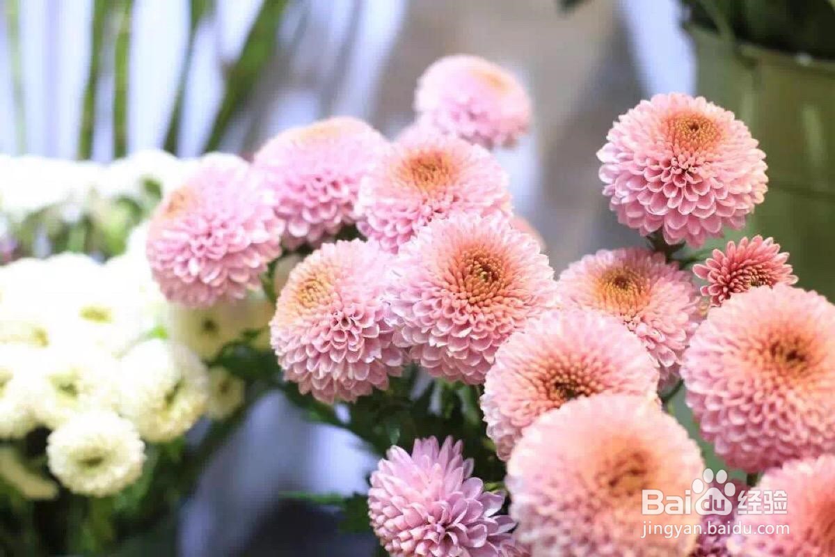 乒乓球花怎么养?