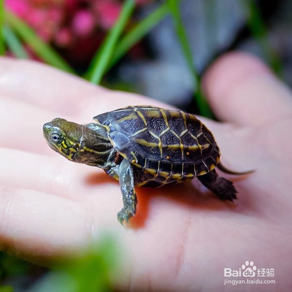 适合新手养的宠物有哪些？