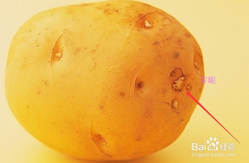 如何选购和购买优质土豆