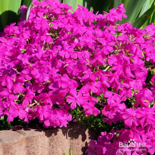 新买的福禄考怎么培育