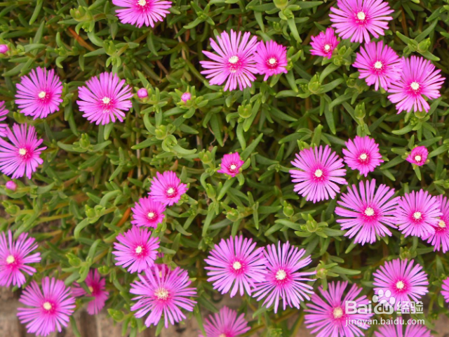 松叶菊如何养殖？