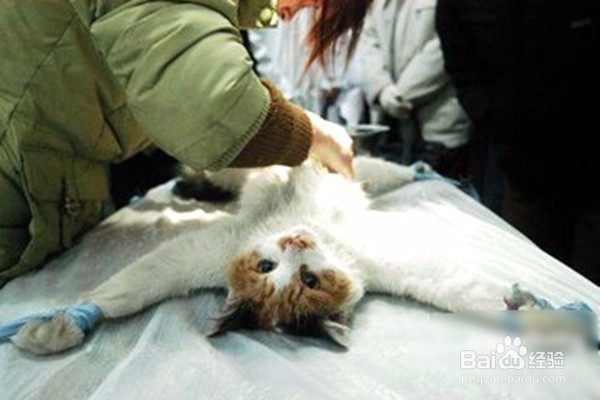 猫把针吃了怎么办