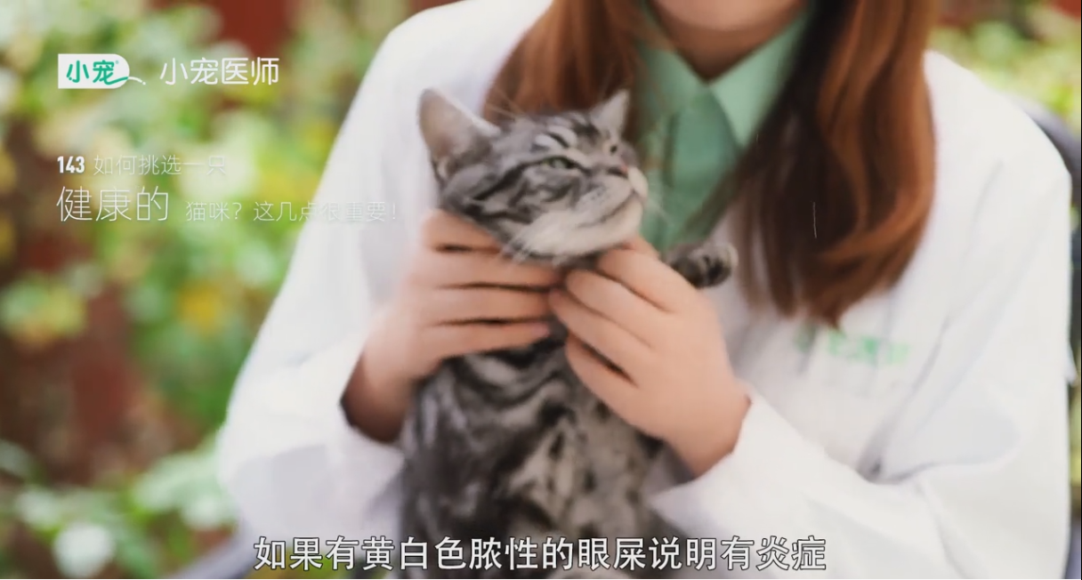 健康的猫咪要如何挑选?