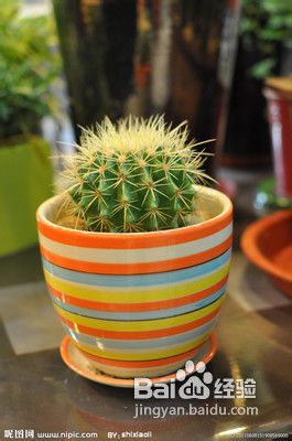 办公桌植物有哪些