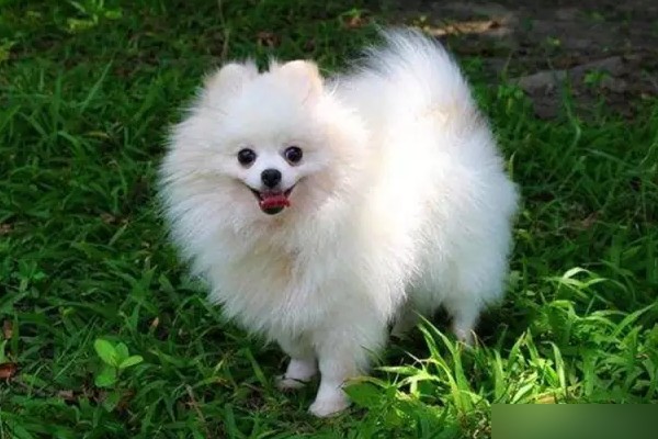 小型犬、中型犬、大型犬、巨型犬肩高各是多少？体重各是多少