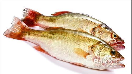 清蒸鲈鱼的做法大全