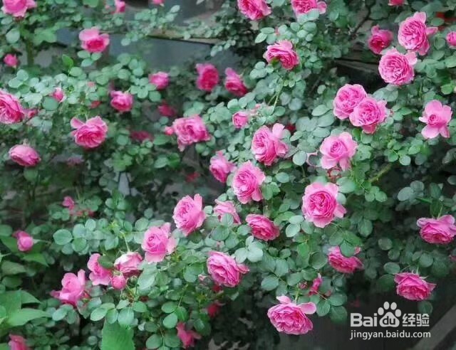 建造惬意的玫瑰花园
