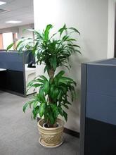 如何养好巴西木