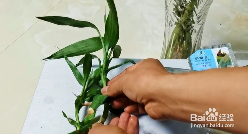花根部腐烂怎么办