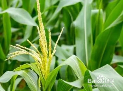 白醋喷玉米苗的功效