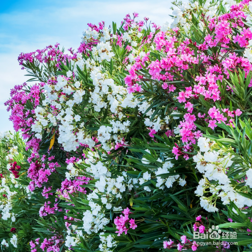 夹竹桃和桃树的区别是什么？