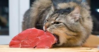 猫咪快速催吐的方法