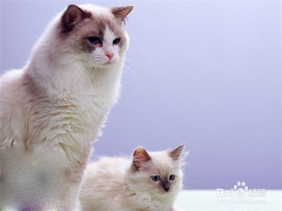 布偶猫怎么能配出双色?