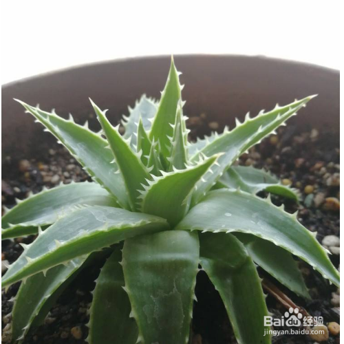 芦荟的叶子干瘪怎么办？