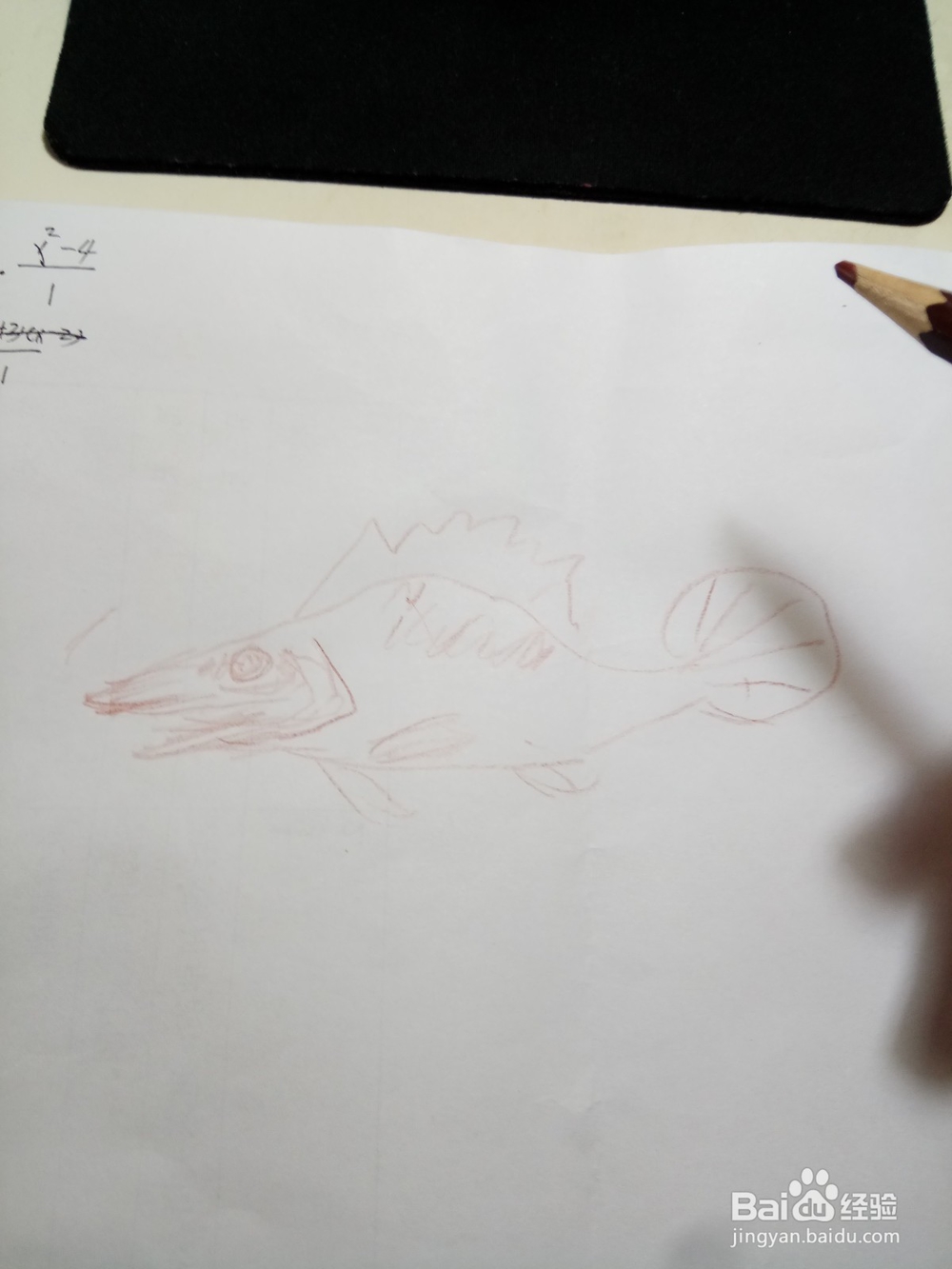 简笔鳜鱼画法