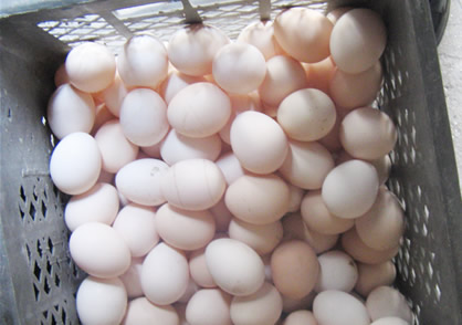 常见8种饮食健康文化