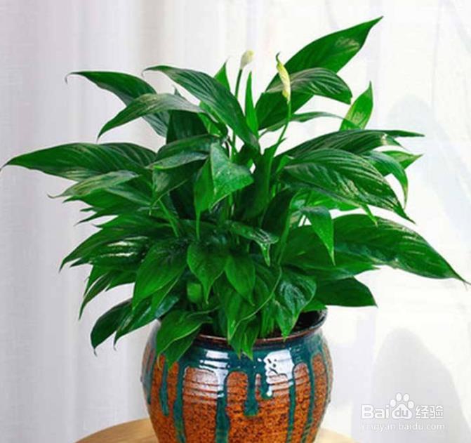 一帆风顺叶子发黄怎么办?