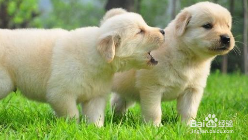 狗狗营养膏成分