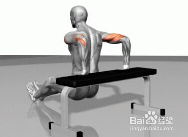 怎样练出完美肌肉：[7]肱三头肌