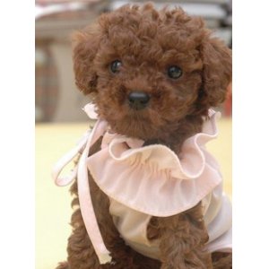 一定要知道的幼犬饲养注意事项