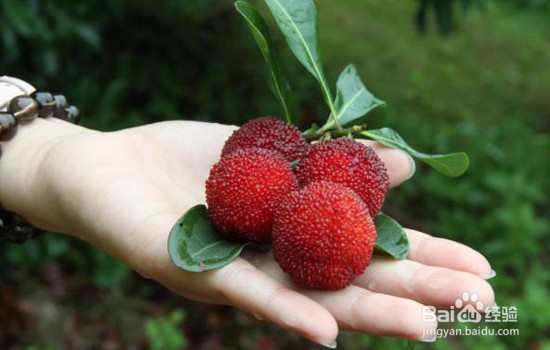 吃杨梅是不是会发胖呢夏季适量吃杨梅可以减肥的