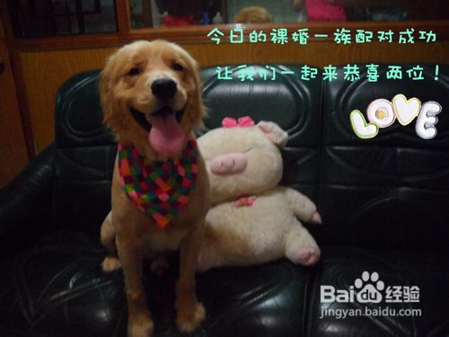 一些日常中容易被主人误导的金毛犬的信号