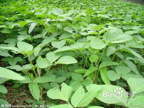 荷兰豆的无公害栽培技术