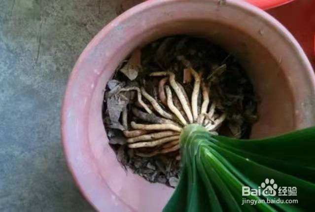 养君子兰，盆边撒点“小东西”，不施肥，开爆盆