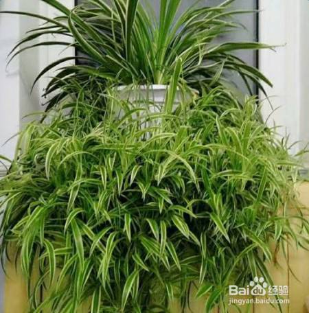 花盆边戳个洞，埋点它，花猛蹿狂长，叶子长成绿瀑布!
