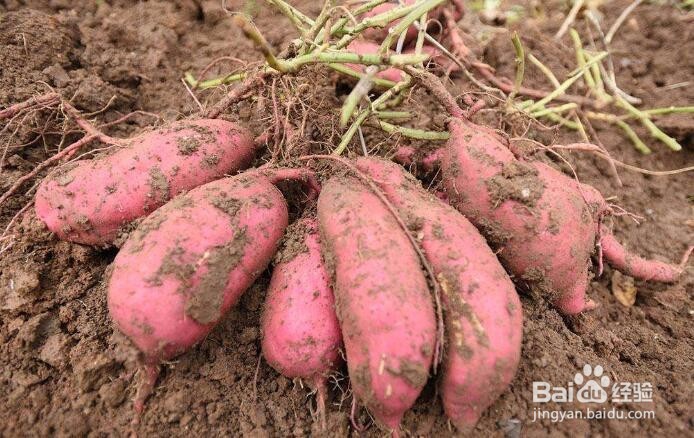 多吃下面几种食物对你的眼睛有帮助