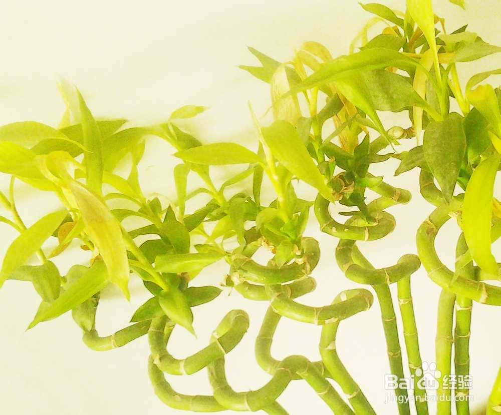 小学生如何写好作文