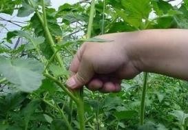 怎样防治番茄黄化曲化病毒病