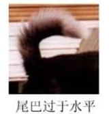 哈士奇的标准是什么