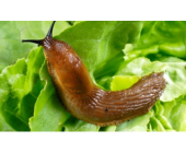 春冬季生菜怎么种植?