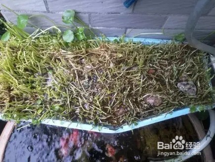 3种花就是抽水机,夏天别缺水,一缺就蔫