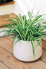 适合室内种植的花卉