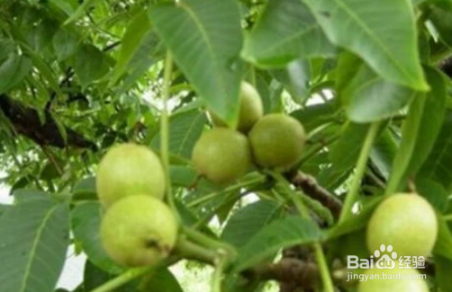 核桃皮怎么好剥