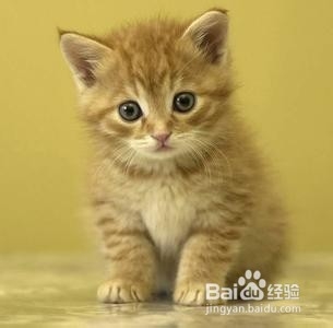 如何健康的养一只猫猫