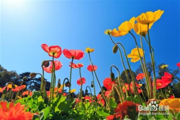 虞美人的养殖技巧和注意事项有哪些？