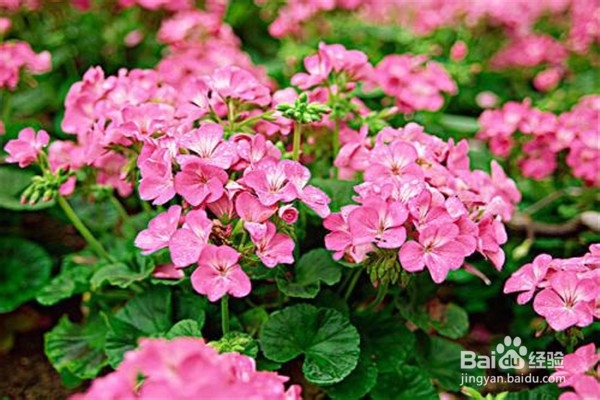 天竺葵的养殖方法和注意事项有哪些？