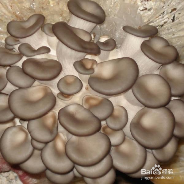 怎样在室内种植蘑菇