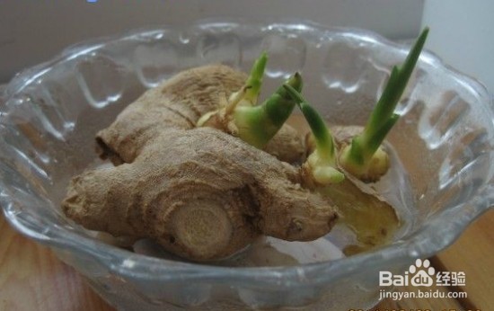 种姜的方法 和步骤